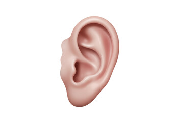 Isolated Detailed Human Ear Anatomy
