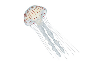 Isolated White Jellyfish Elegant Floating Sea Life