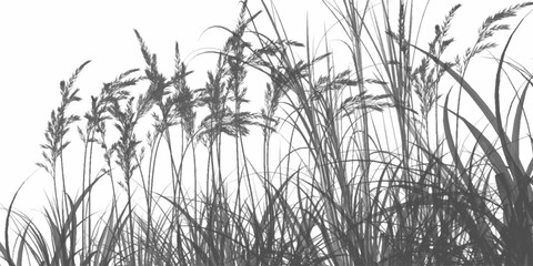 Artistic vector set of elegant black grass . A lush, horizontal nature landscape background with black contours on a white background. Black grass silhouettes isolated on a white background.