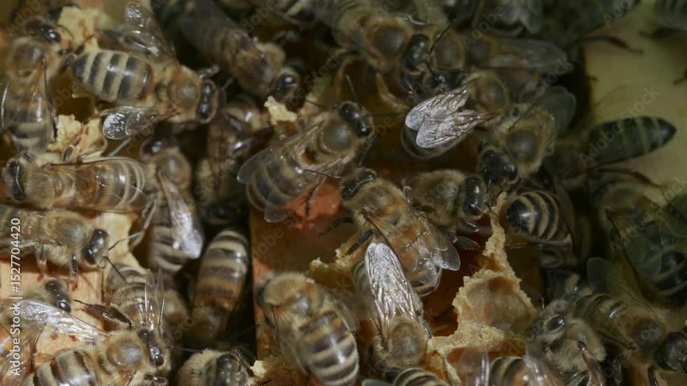 Poster close-up of honey bees clustering on honeycomb frame