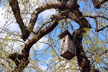 Wooden Birdhouse Hanging on a Tree in Spring.