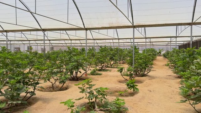 Clean 4K shot of fig plants growing in a covered desert greenhouse. Ideal for farming, agri-tech, sustainability, or food production themes.