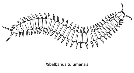 Detailed Line Drawing of Xibalbanus tulumensis Centipede
