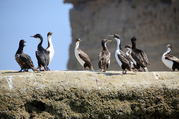 Cormorants in Puerto Piramides (Patagonia) wait on rocks overlooking the sea