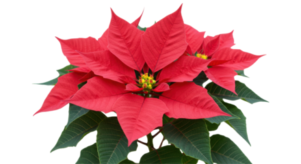 Isolated Poinsettia Flower