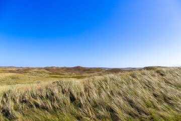 Rugged coastal landscape in Denmark with grasses and dunes