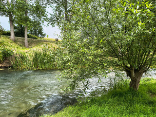 Serene waterscape with a leafy tree gently leaning over a stream. Evokes peace, nature, and...