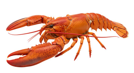 Isolated Cooked Lobster on White Background