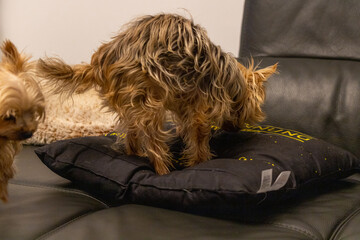 small dog yorkshire terrier lies down on a pillow