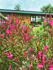 Vibrant pink flowers in full bloom frame a modern, natural building. Ideal for themes of growth, sustainability, and peaceful environments. Perfect for wellness ads.