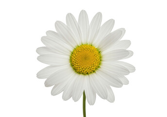 Isolated White Daisy Flower with Yellow Center