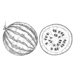 Hand drawn vector illustration watermelon and slices with seeds. Flowering branch. Design elements in sketch style