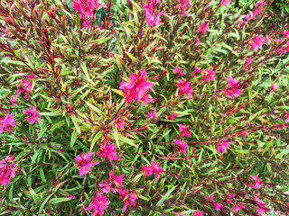 A vibrant, lush floral bush with delicate, magenta blossoms and slender foliage. Represents growth, beauty, and natural elegance. Ideal for springsummer designs.