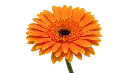 Isolated Bright Orange Gerbera Daisy
