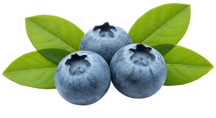Isolated Three Blueberries