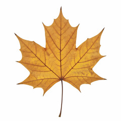Fototapeta premium A high-quality, realistic image of a single dried maple leaf. Featuring a golden brown color with yellow hues, detailed dark brown veins, and finely curled, jagged edges, it's ideal for vector use.