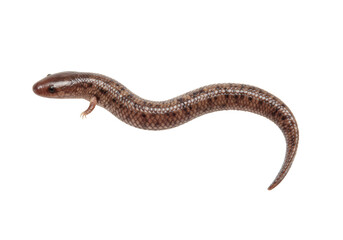 Isolated Brown Skink Lizard with Detailed Scales
