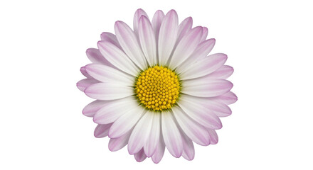Isolated Daisy Flower