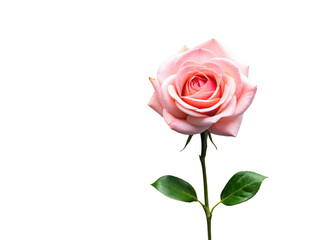 Rose png rose flower png red rose png romantic flower png garden rose png floral bloom png fresh rose png nature flower png floral plant png transparent background image
