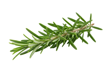 Isolated Sprig of Aromatic Rosemary