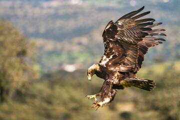 Golden Eagle in Mid-Air Hunting Stance