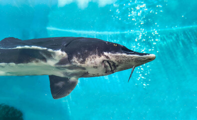 Fototapeta premium Majestic sturgeon gracefully swims in clear blue waters. Powerful and serene, perfect for representing conservation, aquatic life, or ancient species. Inspiring underwater nature image.