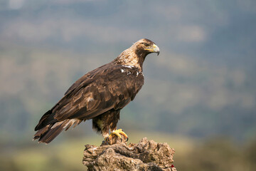 Majestic Eagle Perched on Rock