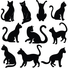 Cat Poses Collection Sitting Stretching Sleeping