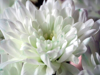 white chrysanthemum flowers in a bouquet