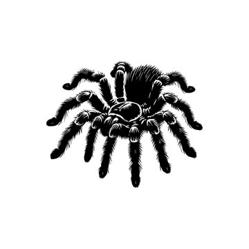 black tarantula spider isolated on white clip art preview