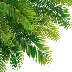 Colorful Spring Flower Bouquet Isolated on White Background &ndash; AI Generated Floral Clipart
Elegant Blooming Flowers &ndash; Camellia, Orchid, Magnolia on Soft Gradient Background



