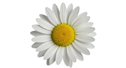 Isolated White Daisy Flower