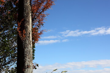 紅葉した木と青空と雲