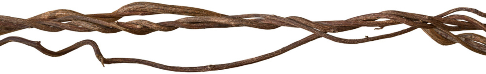 Twisted dried Liana jungle vine.