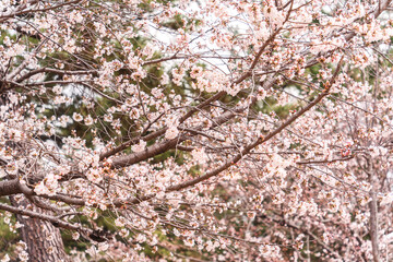 Pink cherry blossom or sakura blooming during springtime in Japan