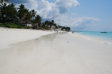 Tropical plants at jambiani beach on Indian Ocean in African Zanzibar island in Tanzania