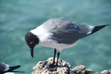 Seagull Standing on a Coral Ledge Over Water