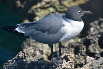 Lauhging Gull Up Close Side View