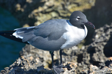 Laughing Gull Up Close and Personal in Aruba