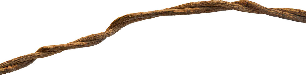 Twisted dried Liana jungle vine.