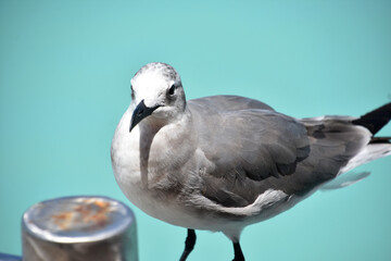 Looking into the Face of a Laughing Gull