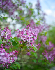 Close-up lilac flowers at spring. Shallow depth of field.
