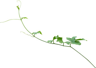 Vine plant, Branch creeper leaf green, Liana tropical nature.