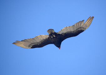 Huge condor flies undisturbed in search of food in the blue skies of Argentine Patagonia.