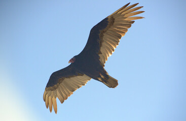 Huge condor flies undisturbed in search of food in the blue skies of Argentine Patagonia.