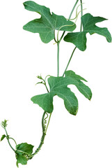 Vine plant, Branch creeper leaf green, Liana tropical nature.