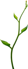 Vine plant, Branch creeper leaf green, Liana tropical nature.