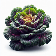 Ornamental cabbage with green and purple leaves arranged in a rosette pattern on a white background.
