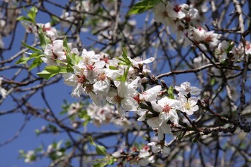 Obraz premium Almond tree branch blooming with white flowers against blue sky