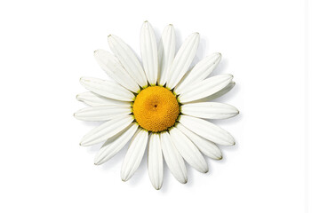 White daisy flower with yellow center on a white background  